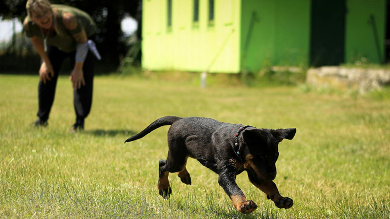 Εκπαίδευση: Γιατί ο σκύλος μου δεν με ακούει;