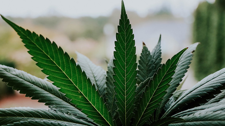 Προστασία εγκεφαλικών κυττάρων με ουσίες που προέρχονται από την κάνναβη