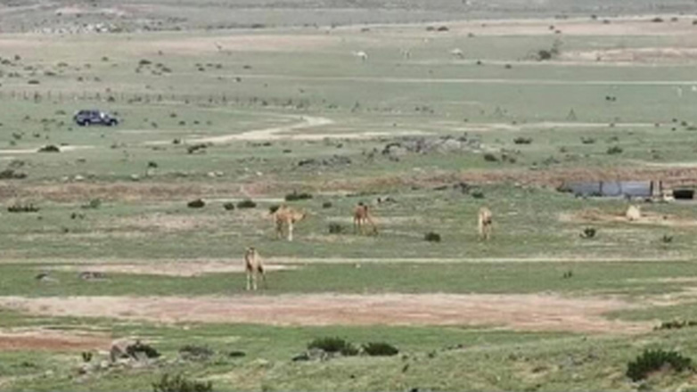 Σαουδική Αραβία: Οι έρημοι πρασίνισαν από τις ισχυρές βροχοπτώσεις