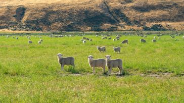 Νέα μέτρα για την πανώλη – Απαγορεύεται η μετακίνηση αιγοπροβάτων σε όλη την Ελλάδα
