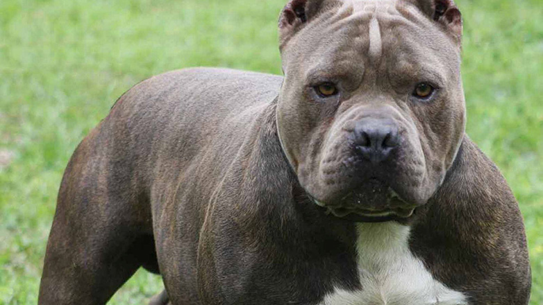 Πίτμπουλ κατασπάραξαν μωρό στη Νάπολη