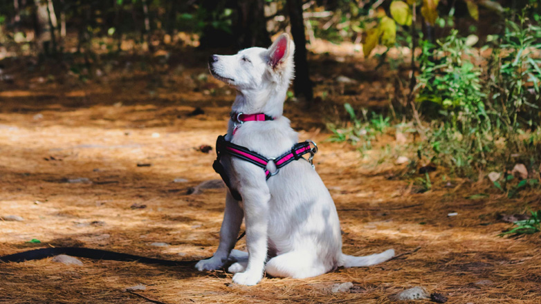Λάθη στην εκπαίδευση του σκύλου