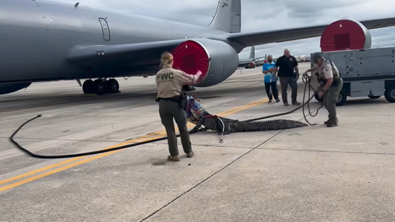 Αλιγάτορας σταμάτησε τις πτήσεις σε αεροπορική βάση των ΗΠΑ Αλιγάτορας σταμάτησε τις πτήσεις σε αεροπορική βάση των ΗΠΑ