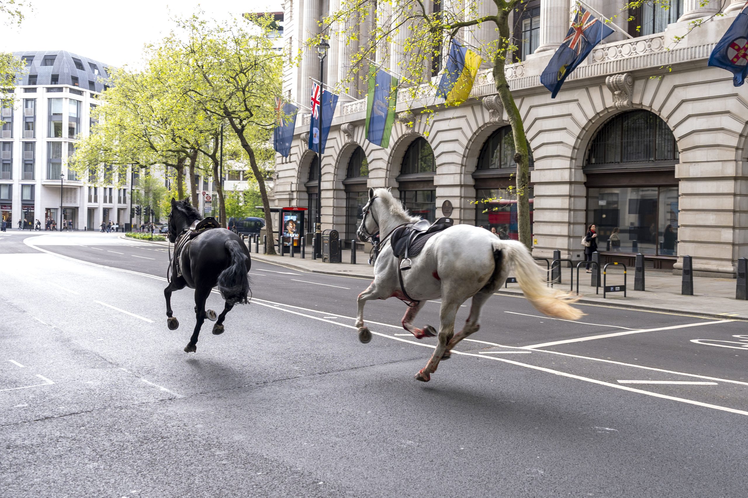 Βρετανία: Πώς ξέφυγαν τα άλογα του Μπάκιγχαμ που έτρεχαν ανεξέλεγκτα στο Λονδίνο – Σοβαρά τραυματισμένα δύο από αυτά