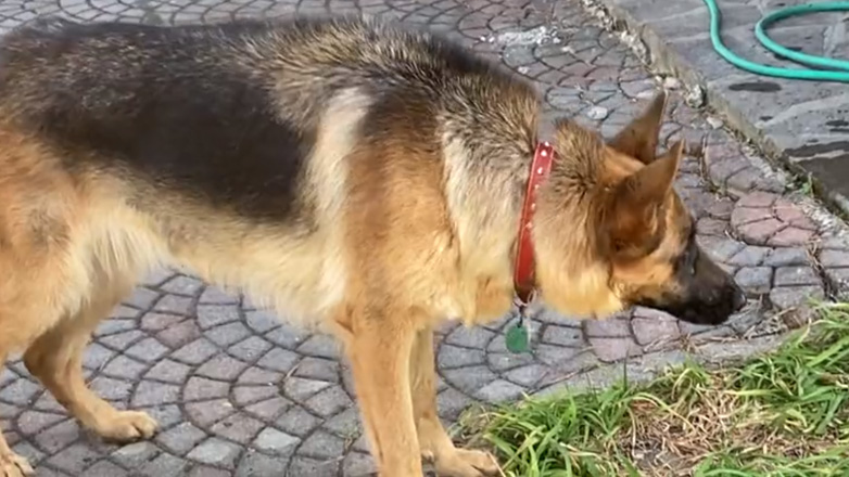 Θεσσαλονίκη: Πυροβόλησαν και σκότωσαν σκύλο γιατί ενοχλούσε οικόσιτα ζώα