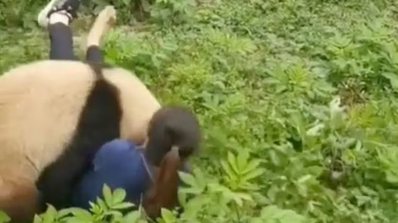 Κίνα: Eπίθεση από πάντα σε υπάλληλο ζωολογικού κήπου