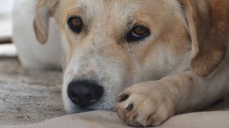 Θεσσαλονίκη: Κακουργηματική δίωξη σε δύο άνδρες για τη θανάτωση σκύλου επειδή έμπαινε σε στάνη