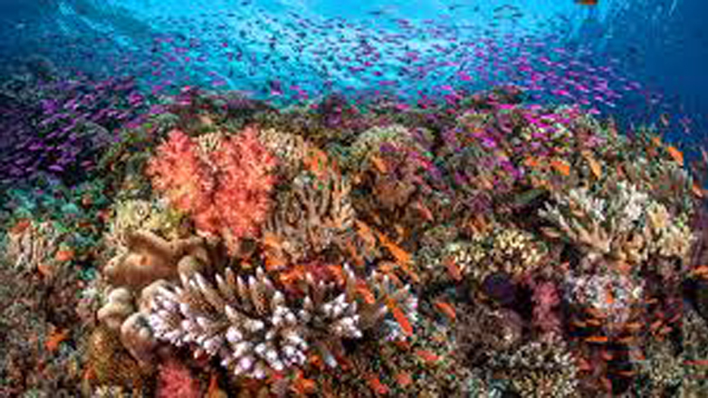 Tο επιστημονικό πείραμα «Φάρος ελπίδας» για τους κοραλλιογενείς υφάλους στο χείλος της κατάρρευσης