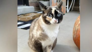 ΗΠΑ: Γάτα κρύφτηκε σε κούτα και την ταχυδρόμησαν