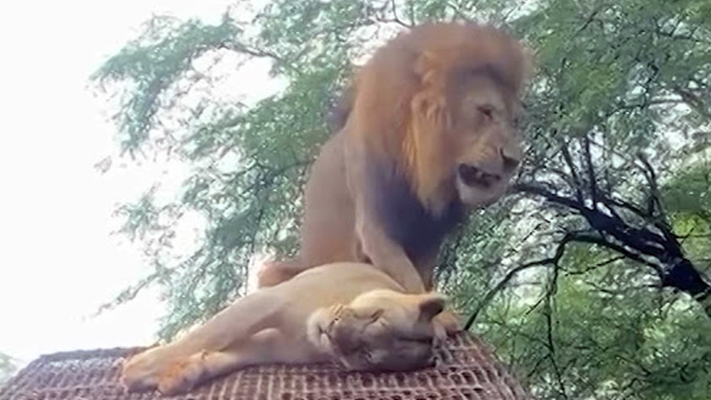 Λιοντάρια κάνουν σεξ πάνω από ένα τζιπ και οι επισκέπτες το διασκεδάζουν περισσότερο από… τη λέαινα