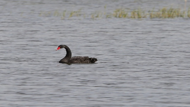Ένας μαύρος κύκνος εμφανίστηκε να κάνει τη…. βόλτα του στο Δέλτα του Έβρου