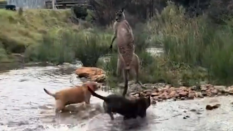 Καγκουρό παλεύει με σκύλους και τα καταφέρνει Καγκουρό παλεύει με σκύλους και τα καταφέρνει