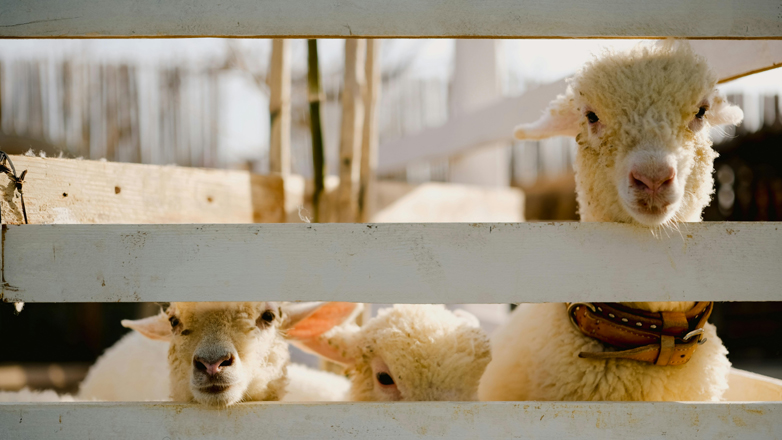 Πέλλα: Τουλάχιστον 30 πρόβατα κάηκαν σε φωτιά σε ποιμνιοστάσιο