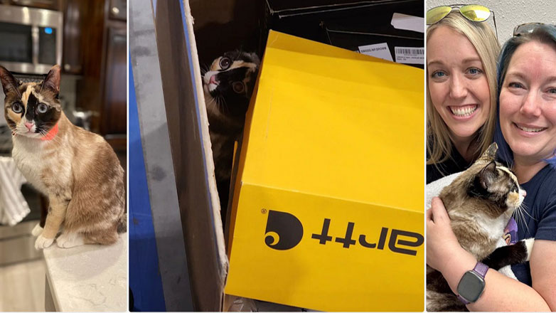 Γάτα χώθηκε σε κιβώτιο επιστροφής της Amazon και ταξίδεψε 1000 χιλιόμετρα!