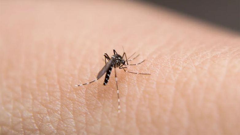 Οι ασθένειες που μεταδίδονται με τα κουνούπια εξαπλώνονται στην Ευρώπη λόγω της κλιματικής κρίσης