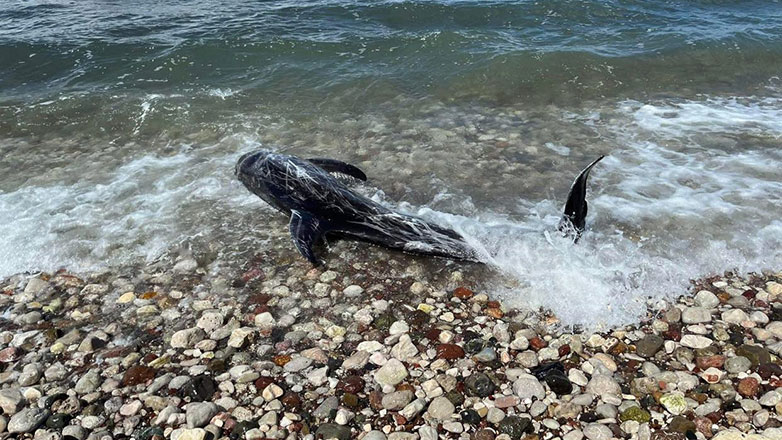 Ναύπλιο: Δελφίνι βγήκε στα ρηχά στην παραλία των Ιρίων