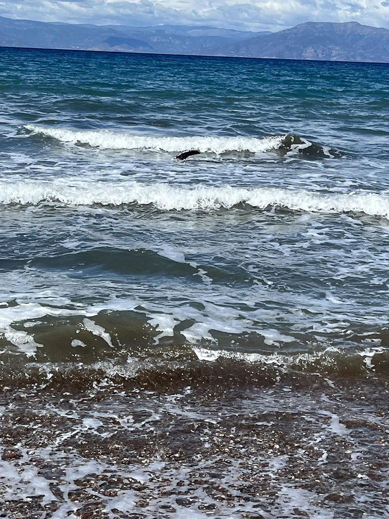 Ναύπλιο: Δελφίνι βγήκε στα ρηχά στην παραλία των Ιρίων