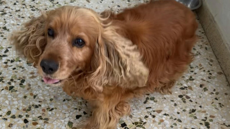 Χάθηκε τη βραδιά της Ανάστασης στη Χρυσοπηγή Χανίων