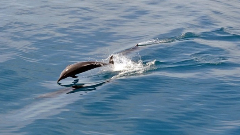 Χαλκιδική: Εντοπίστηκε νεκρό δελφίνι σε ακτή της Καλλικράτειας