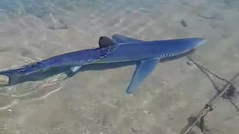 Καρχαριοειδές εντοπίστηκε στη μαρίνα Γλυφάδας