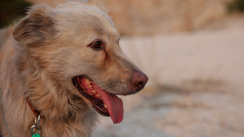 Καταγγελία για κακοποίηση ζώου από δικαστικό επιμελητή