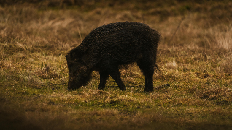 Ναυπακτία: Αγριογούρουνα έκοβαν βόλτες στη μέση του δρόμου