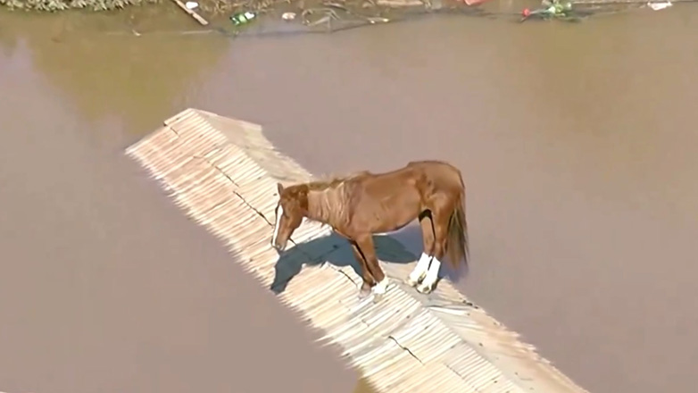 Πλημμύρες στη Βραζιλία: Άλογο είχε παγιδευτεί σε στέγη αγροτόσπιτου