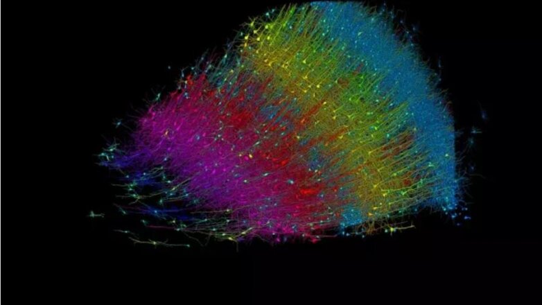 Χάρβαρντ και Google δημιούργησαν τρισδιάστατη ανακατασκευή τμήματος του εγκεφάλου