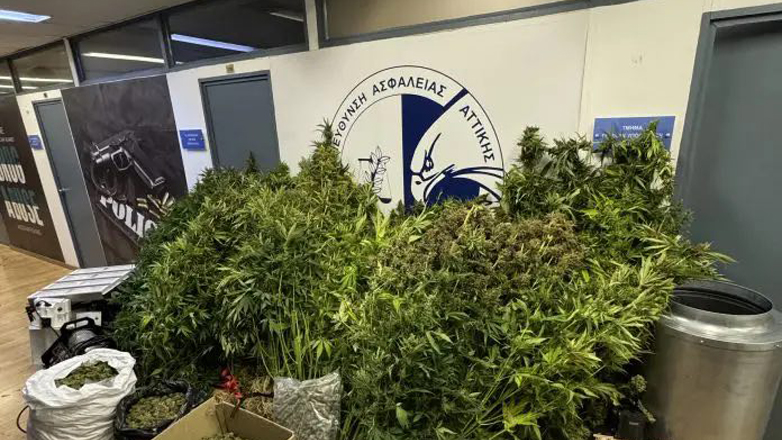 Εργαστήριο – φυτώριο κάνναβης ανακάλυψε η ΕΛ.ΑΣ – Έξι συλλήψεις