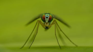 Ιός Δυτικού Νείλου: Έξι νέα κρούσματα ανακοίνωσε ο ΕΟΔΥ