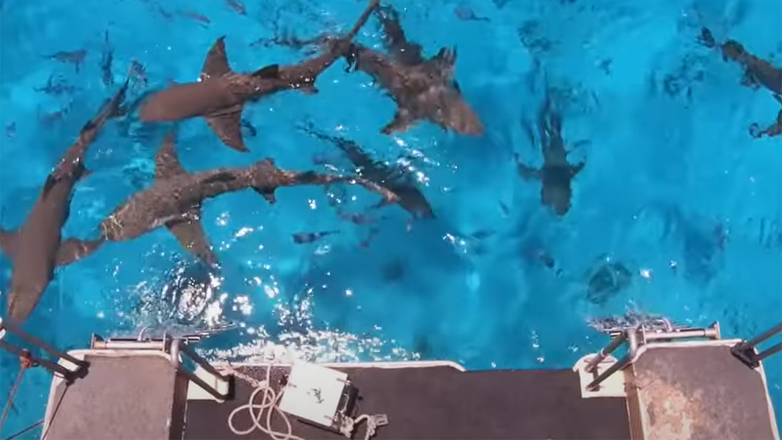 Έριξε αίμα στον ωκεανό για να δει την αντίδραση των καρχαριών