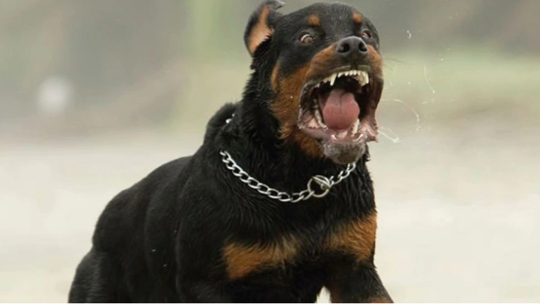 Σκυλί δάγκωσε μωρό 11 μηνών στη Νέα Σμύρνη