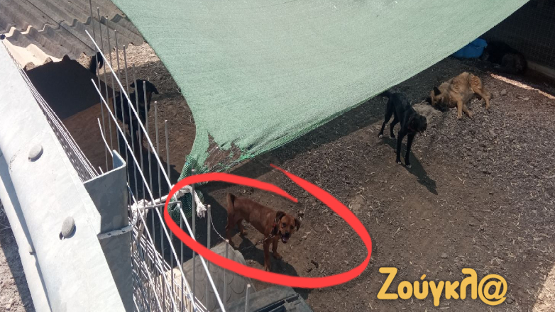 Δήμος Ελευσίνας: Παρανομία με την επιστροφή 20 σκυλιών από τη νόμιμη δομή φιλοξενίας