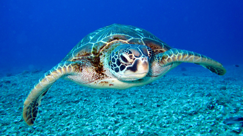 Nωρίτερα από άλλες χρονιές η ωοτοκία για τις Καρέτα – Καρέτα λόγω της κλιματικής αλλαγής