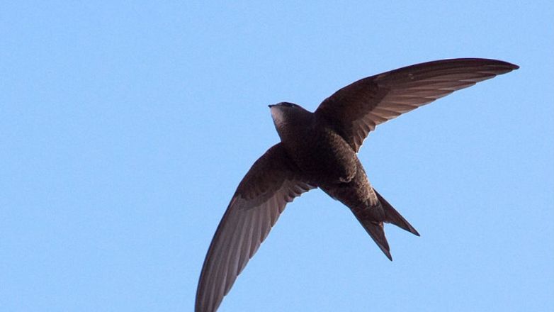 Πετροχελίδονο: Ο «πρωταθλητής» των αιθέρων!