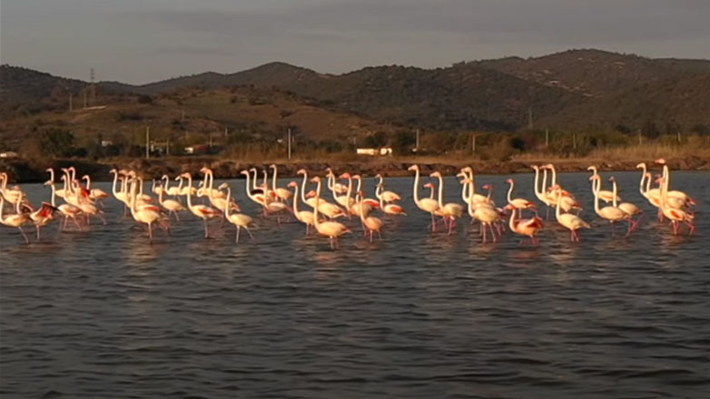 Δεκάδες ροζ φλαμίνγκο σκοτώθηκαν σε σύγκρουση με αεροπλάνο