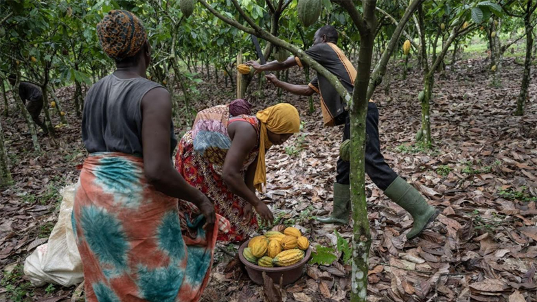 Οι τιμές της σοκολάτας έχουν εκτοξευτεί λόγω «νέου νόμου» της  Ευρωπαϊκής Ένωσης