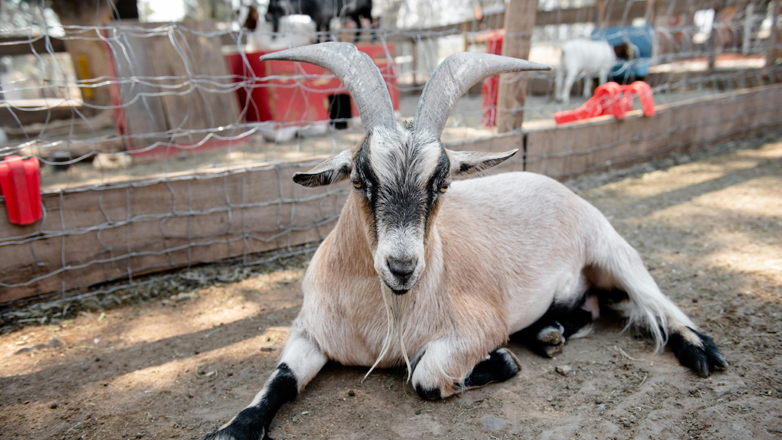 Λαμία: Kατέληξε γυναίκα που είχε χτυπηθεί από τράγο – Η σπάνια λοίμωξη που της στοίχησε τη ζωή