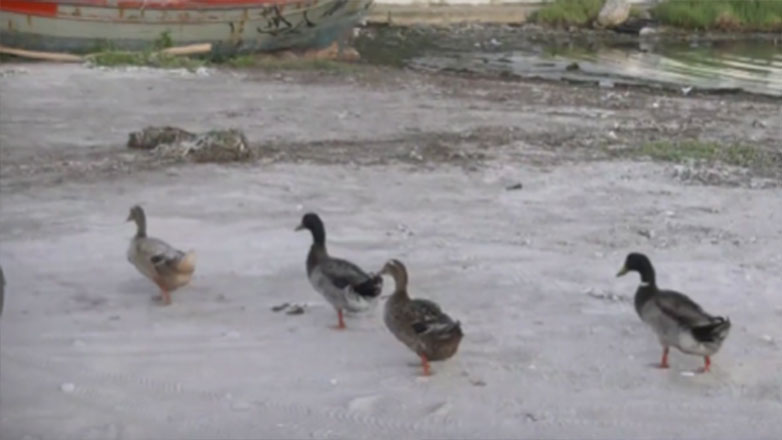 Απρόοπτο στον «αέρα» της ΕΡΤ: Μια παρέα από … πάπιες διέκοψε το ρεπορτάζ!