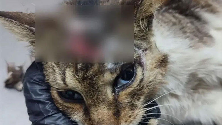 Κτηνωδία στην Πάτμο: Άγνωστοι προκαλούν εγκαύματα σε γατάκια με οξύ