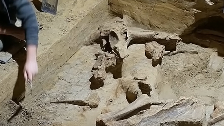 Αυστρία: Οστά προϊστορικών μαμούθ ανακάλυψε οινοπαραγωγός στο κελάρι του