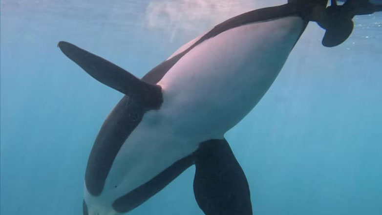 «Οι όρκες δεν επιτίθενται σε βάρκες – είναι απλώς παιχνιδιάρες», λένε οι επιστήμονες