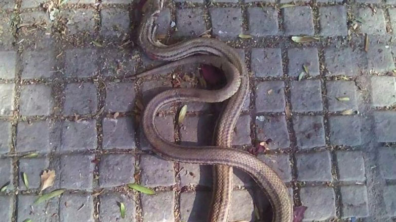 Οχιά δάγκωσε άνδρα σε χωριό κοντά στην Πάτρα