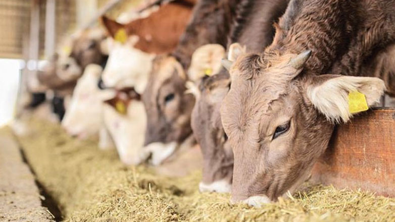 Επιτροπή Ανταγωνισμού: Στο στόχαστρο οι αυξήσεις τιμών στα κτηνιατρικά φάρμακα