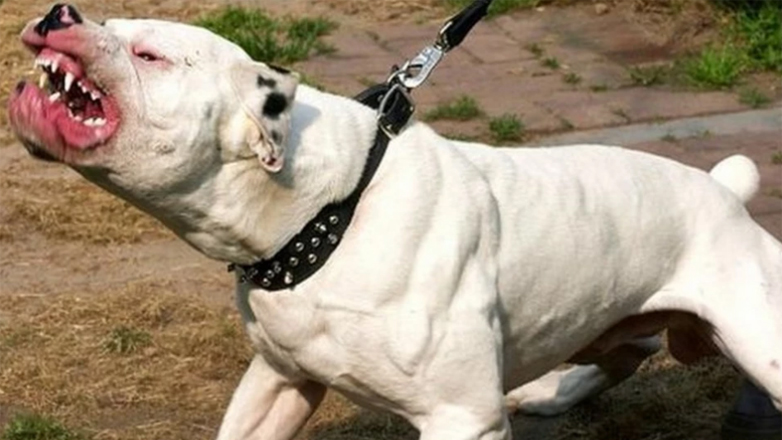 Πιτ μπουλ επιτέθηκε σε 60χρονη στη Θεσσαλονίκη και κατασπάραξε το μικρόσωμο σκυλί της