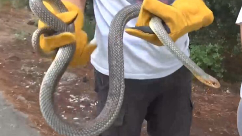 Άνδρας συνελήφθη επιχειρώντας να περάσει λαθραία πάνω από 100 ζωντανά φίδια στην Κίνα