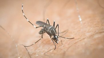 Στη Λάρισα το πρώτο κρούσμα ιού του Δυτικού Νείλου