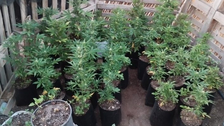 Ηράκλειο: Είχε μετατρέψει το σπίτι του σε… εργοστάσιο κάνναβης!