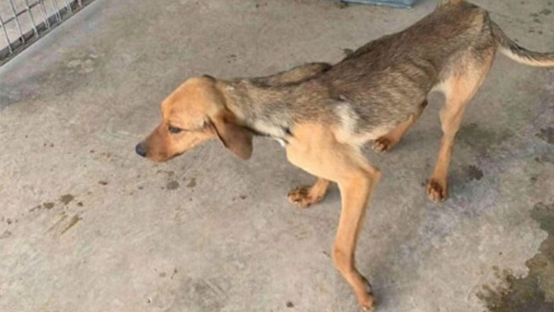 Eισαγγελική παρέμβαση για τα δεκάδες αποστεωμένα και υποσιτισμένα σκυλιά στην Τρίπολη