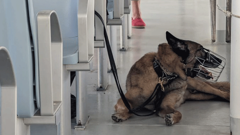 Σκαρ: Ο σκύλος που συμμετέχει στις έρευνες στη Σύμη για τον παρουσιαστή του BBC